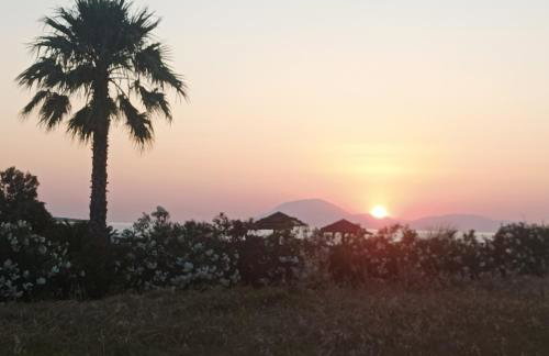 Kyllini am Meer relaxen mit Hund - Foto 30