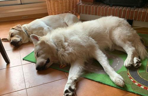 Artesina - ski in & ski out - vista sulle Alpi e camino - Foto 26