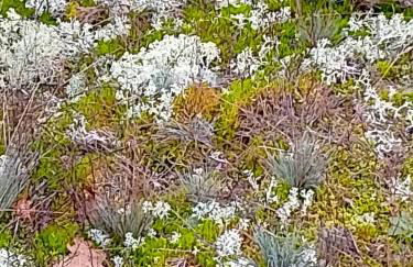 Das kleine Lavendelhaus - Foto 7