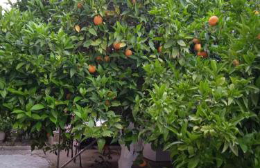 Margaritas Cottage - Foto 41