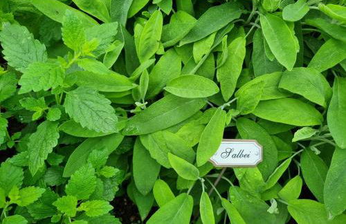 Urlaub auf dem Bauernhof Schmidhof - große Terrasse, Pool und beste Lage - Foto 33