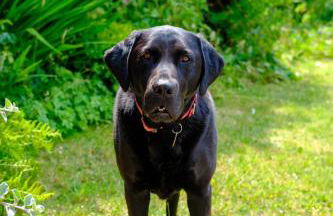 Lakeside Cottage - Photo 14