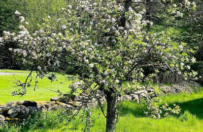 Kleines Landhaus von 1870 - Foto 12