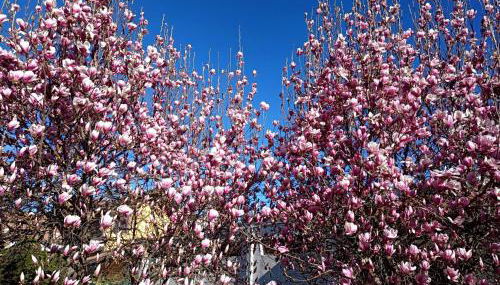 Serenity Garden - Foto 5, Garden, Garden view