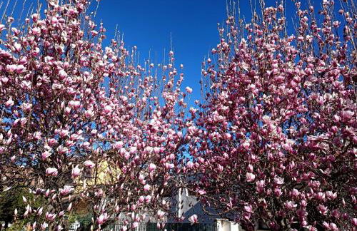 Serenity Garden - Foto 5