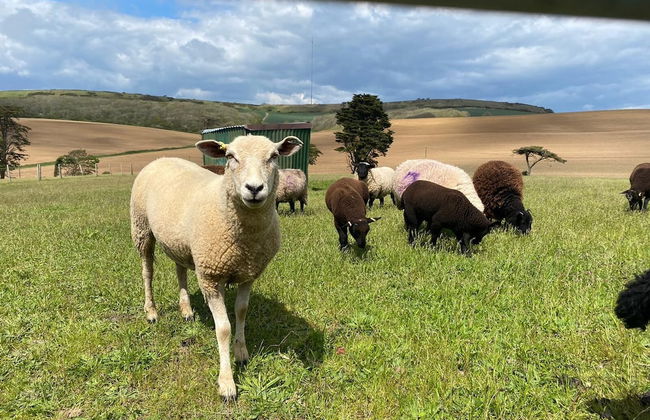 Surf Shack, 1-bed Cottage, Sleeps 2, Pet Friendly - Foto 15