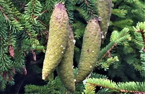 Dom Letniskowy na Kaszubach z podgrzewanym basenem - Foto 24