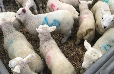 Shepherd Hut Lodge on Farm Waterside Goodwin Farm - Photo 31