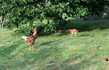 Recanto da Natureza- Chalé - Foto 54