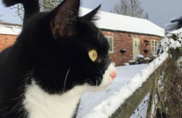 The Shepherd's Hut with cozy logburner - Foto 80