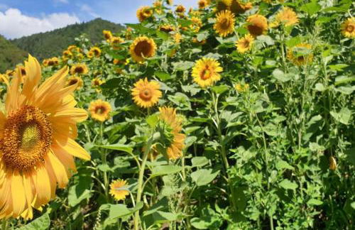 Cà dei Zoani casa vacanze 022139 AT 722787 - Foto 13