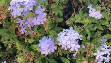 Alpujarra garden oasis - Foto 2, Garden