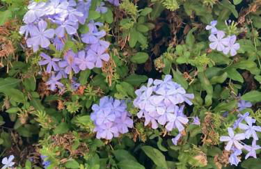 Alpujarra garden oasis - Foto 17