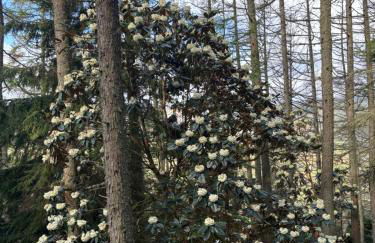 North Lodge Kilmun - Foto 79