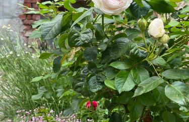 Altstadt Apartment in Torgau mit Balkon und Kunstgarten - Foto 22