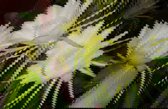 Cosy Carolyn Villa in Ayia Thekla - Foto 8