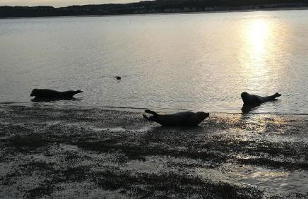 Appartement Cap Sud Vue Mer à 30m de la Plage - Foto 29