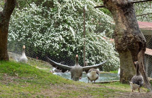 Casa da Eira "Lavoura da Bouça - Fruta Bio" - Foto 9