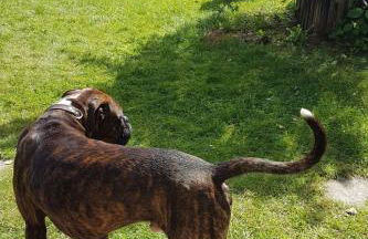 Holiday Home Finnhaus by Interhome - Foto 31