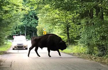 Zagroda w Puszczy - Photo 35