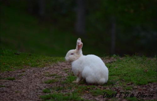 Chácara paraíso dá paz - Foto 9