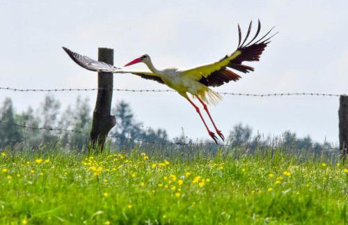 U Wileńskich - Foto 32