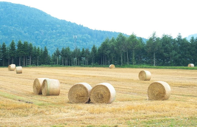 Furano Log House Farm Resort - Foto 23