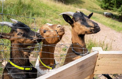 Ferienhaus Gießler - Foto 26