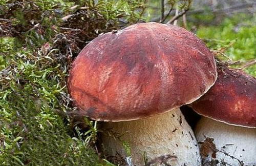 38-Volpini House In Amiata - Val d'Orcia, Saturnia, Feste&Sagre - Foto 76