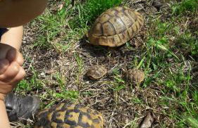 Šimun&Jakov - Foto 70