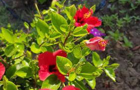 Haraki Mare Studios beach front - Foto 68