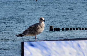 Ferienhaus Seemühl - Foto 31