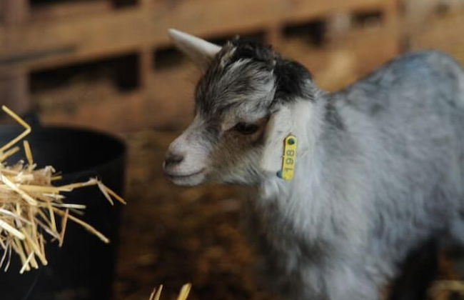 Vumba - House of the Lizard - Foto 38