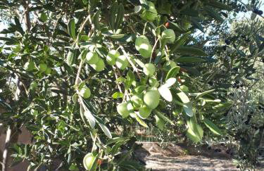 The Olive Garden - Foto 29