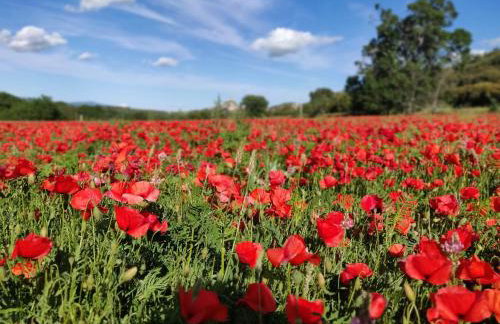 La maisonnette de Saint Chamas - Foto 34
