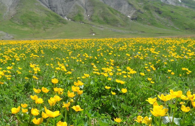 Sunnegruess - Foto 15