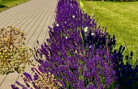 Słoneczna Przystań - Foto 45