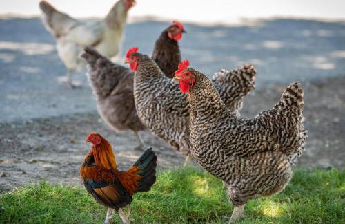 Red Barn Loft - Foto 35