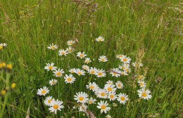 Srokowski Dwór 1 - Stara Kuźnia - Prywatna Sauna ! - Foto 39