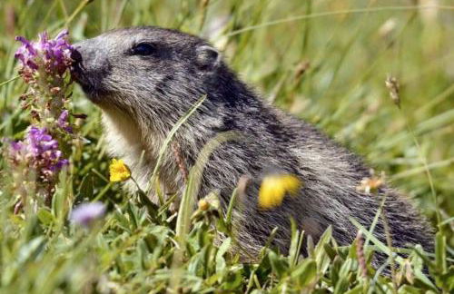 Le Cottage des Sybelles - Photo 23