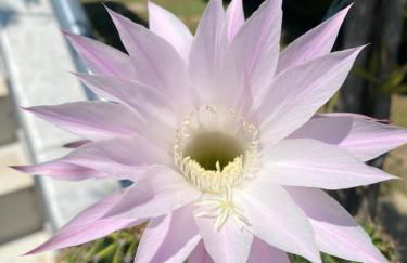 Villa Kampou - Foto 42