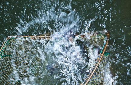 Hollweck´s Landoase - Foto 30