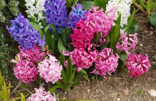 Villa Fior di Lavanda - Foto 43