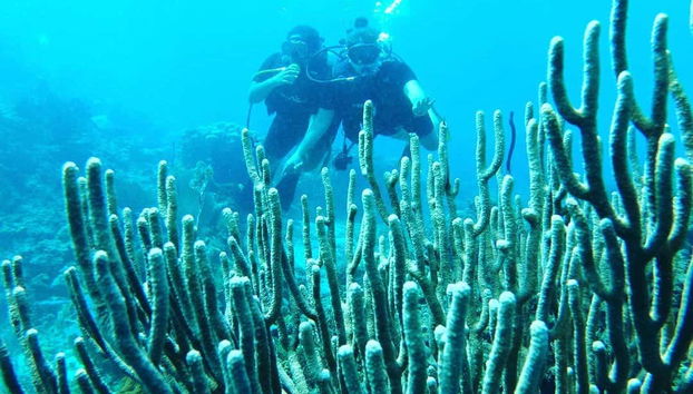 Corais da Isla Catalina
