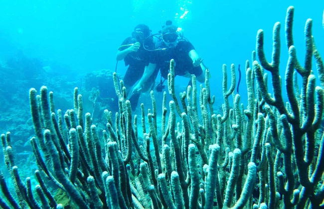 Mergulho na Isla Catalina - Foto 2