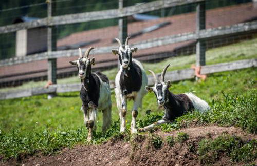 Agritur Ciasa Dò Parè - Foto 18