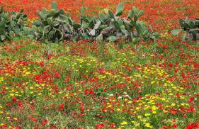 La casa del nonno - Foto 22