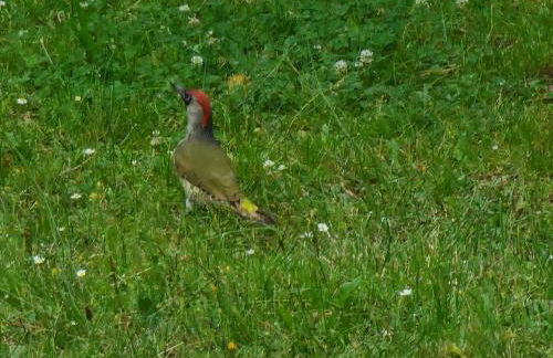 Martha - Ferienhaus, 3 Schlafzimmer, 2 bis 6 Personen, S-Bahn nach Berlin, Strausseenähe, ruhige Lage - Foto 32