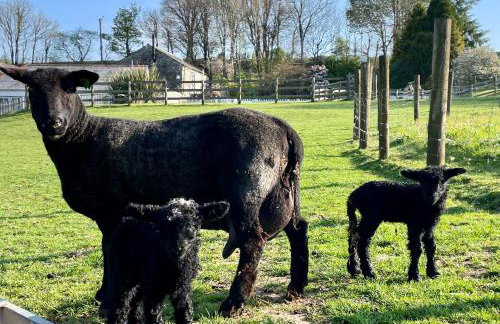 Morvoren Cottage - Foto 19