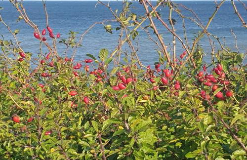 Ostsee-Feeling in Hohwacht - Kapitän NEMO - Meer- und strandnah - Großer Südbalkon - Blick ins Grüne - Foto 36